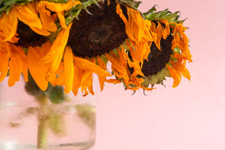 Wilted bouquet of sunflowers in glass vase with pink background. Closeup viewの写真素材