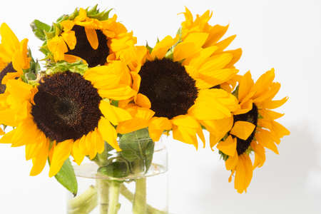 Bright sunflowers in glass vase on white backgroundの写真素材