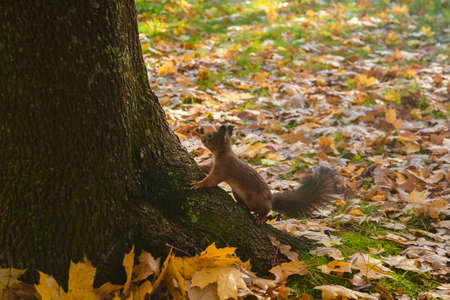 Beautiful cute squirrel going to tree with yellow autumn leavesの写真素材