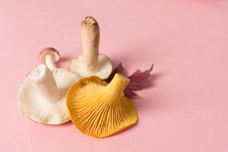Various fresh mushrooms on pink backgroundの写真素材