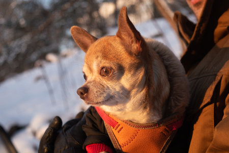 Red and white Chihuahua dog in mans hands watching the sunset with his dogs owner in winterの写真素材