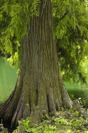 Cypress Tree along the bankの写真素材