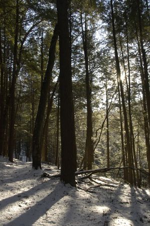 Winter in the woodsの写真素材