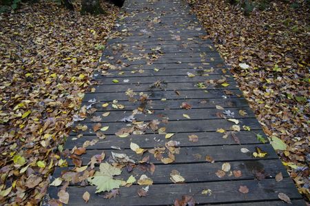 Leafy Boardwalkの写真素材