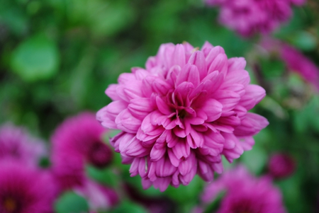 Pelargonium beautiful flower