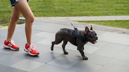 METRO MANILA / PHILIPPINES - JANUARY 27, 2018: An adult male bulldog jogging in the park with his humanのeditorial素材