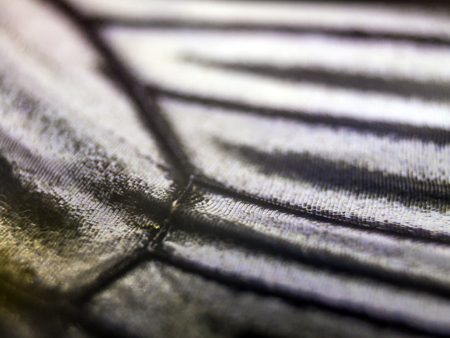 macro photo of a butterfly wingの写真素材