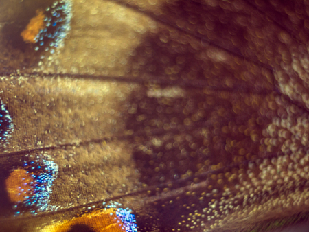 macro photo of a butterfly wingの写真素材