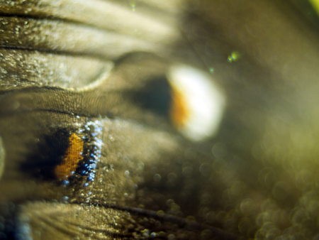 macro photo of a butterfly wingの写真素材