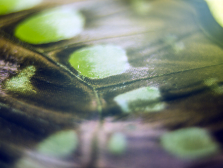 macro photo of a butterfly wingの写真素材
