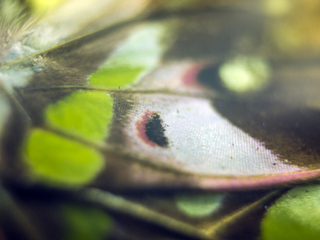 macro photo of a butterfly wingの写真素材