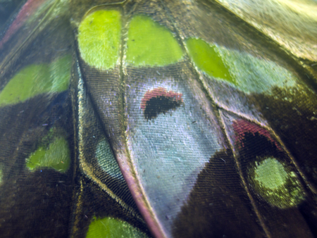 macro photo of a butterfly wingの写真素材