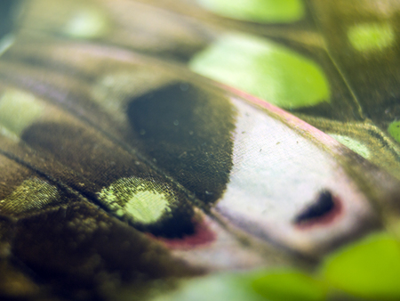 macro photo of a butterfly wingの写真素材