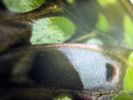 macro photo of a butterfly wingの写真素材