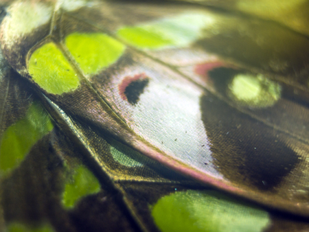 macro photo of a butterfly wingの写真素材