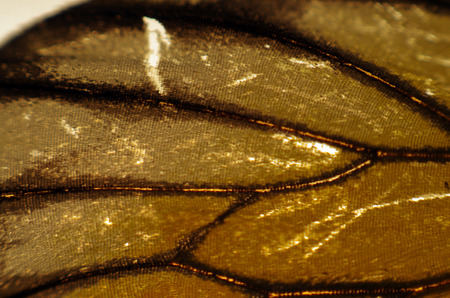 macro photo of a butterfly wingの写真素材