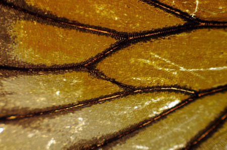 macro photo of a butterfly wingの写真素材