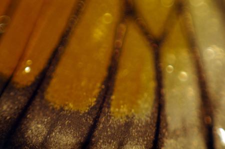 macro photo of a butterfly wingの写真素材