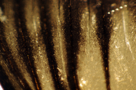 macro photo of a butterfly wing