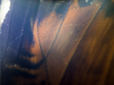 macro photo of a butterfly wingの写真素材