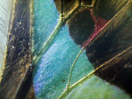 macro photo of a butterfly wingの写真素材