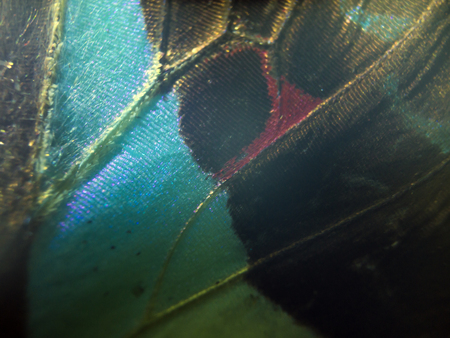 macro photo of a butterfly wingの写真素材