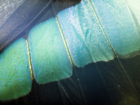 macro photo of a butterfly wingの写真素材