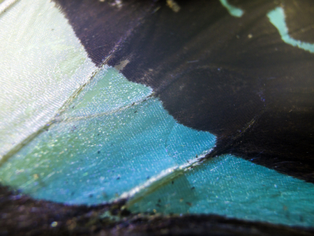 macro photo of a butterfly wingの写真素材