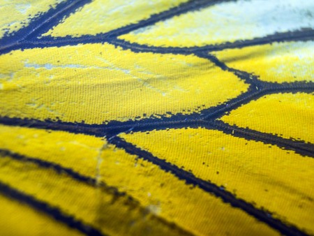 macro photo of a butterfly wingの写真素材