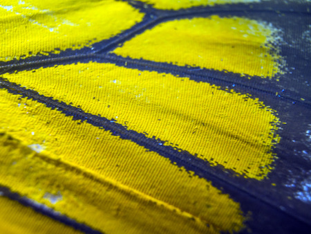 macro photo of a butterfly wingの写真素材