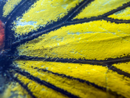 macro photo of a butterfly wingの写真素材