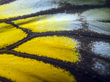 macro photo of a butterfly wingの写真素材