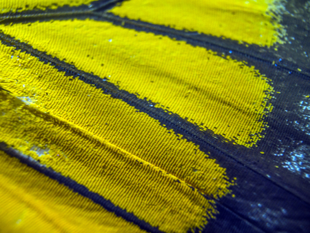 macro photo of a butterfly wingの写真素材