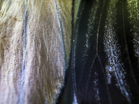 macro photo of a butterfly wingの写真素材