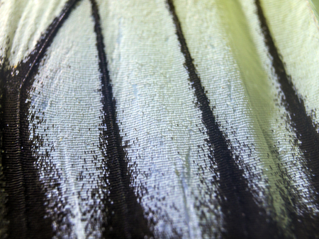 macro photo of a butterfly wingの写真素材