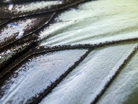 macro photo of a butterfly wingの写真素材