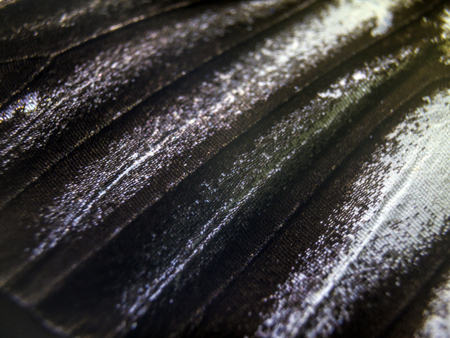 macro photo of a butterfly wingの写真素材