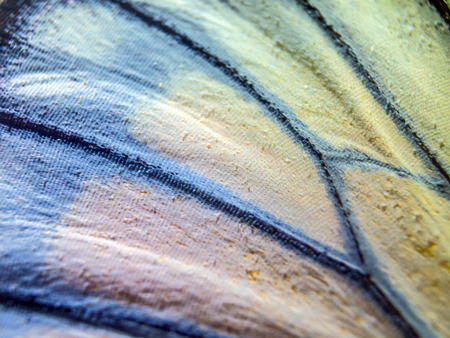macro photo of a butterfly wingの写真素材