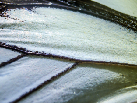 macro photo of a butterfly wingの写真素材