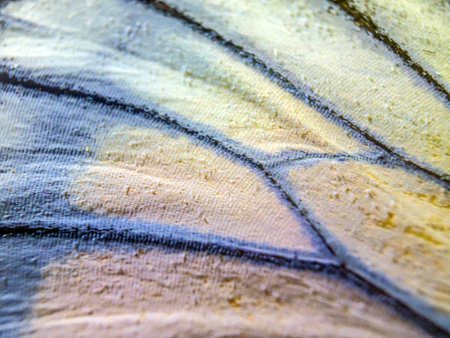 macro photo of a butterfly wingの写真素材