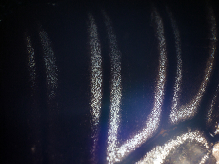 macro photo of a butterfly wingの写真素材