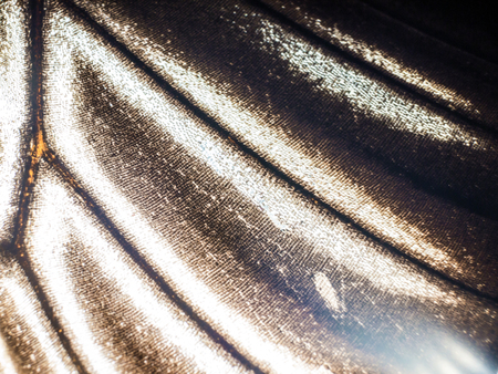 macro photo of a butterfly wingの写真素材