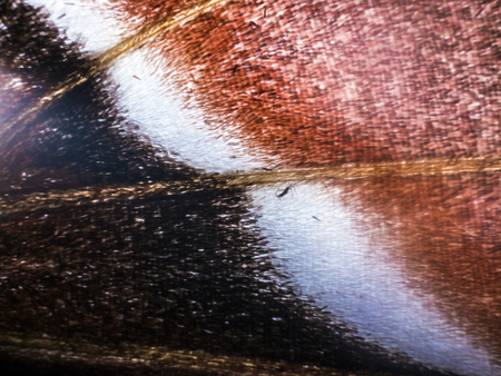 macro photo of a butterfly wingの写真素材