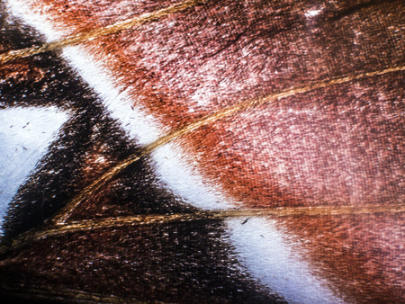 macro photo of a butterfly wingの写真素材