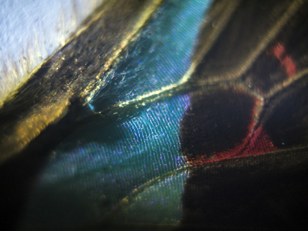 macro photo of a butterfly wingの写真素材