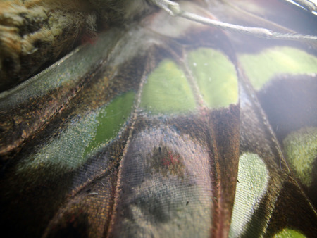 macro photo of a butterfly wingの写真素材