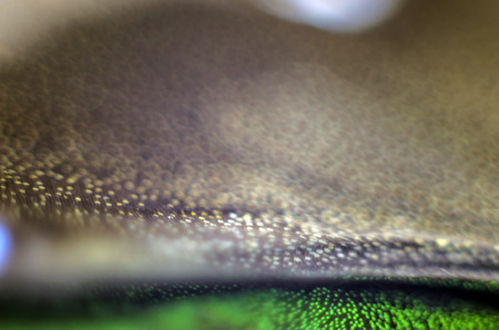 macro photo of a butterfly wing