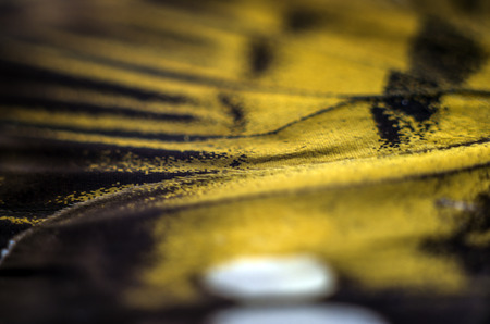 macro photo of a butterfly wingの写真素材