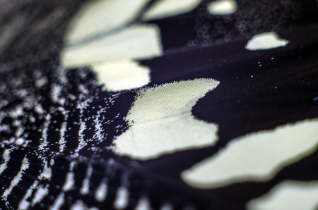 macro photo of a butterfly wingの写真素材