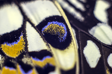 macro photo of a butterfly wingの写真素材